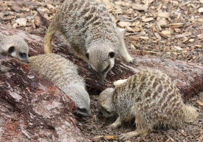 Meerkats, Longleat