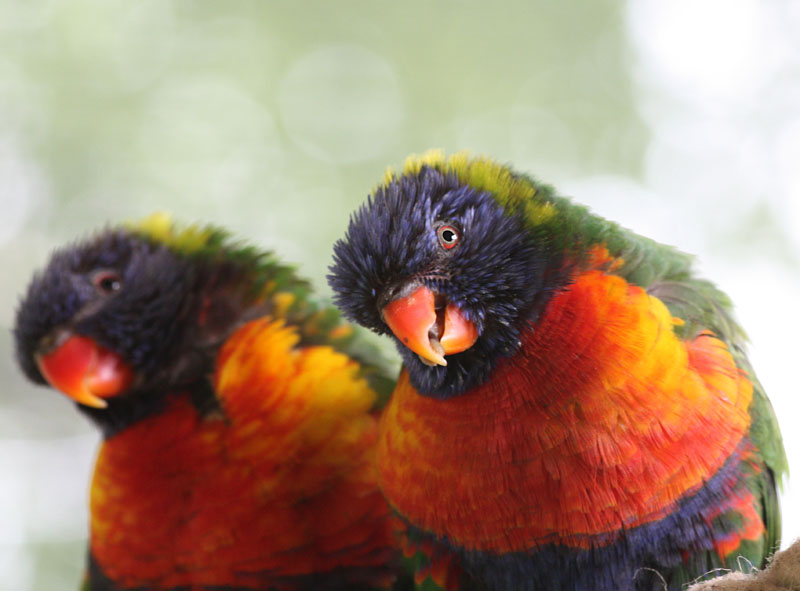 Parrots, Longleat
