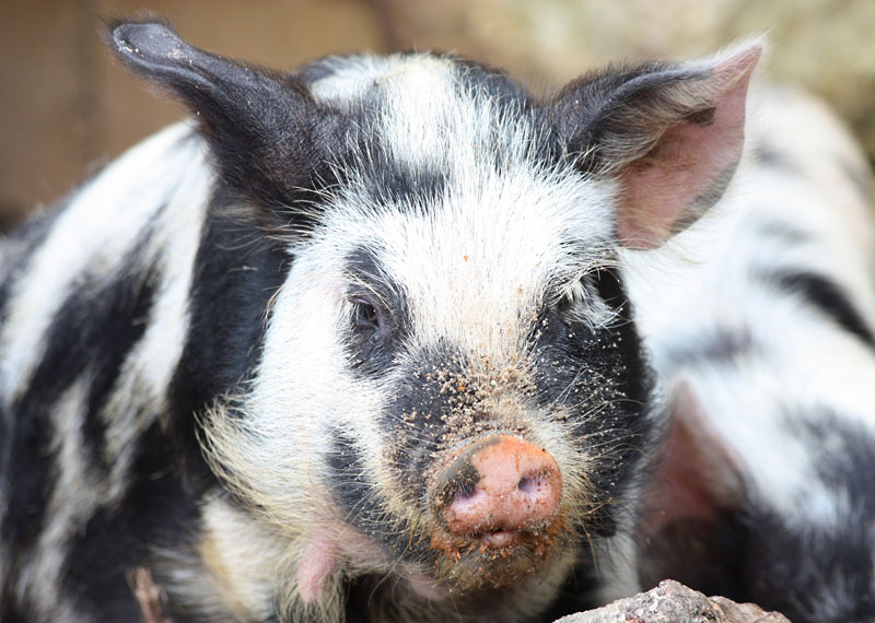 Pig, Longleat