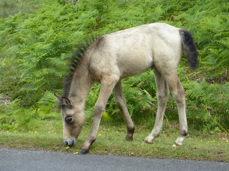 New Forest Ponies
