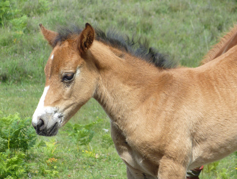 New Forest Ponies