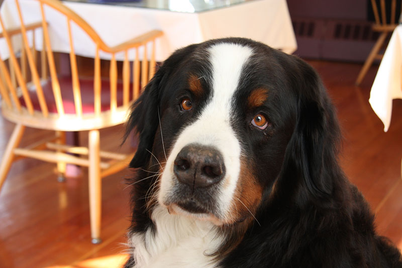 Bernese Mountain Dog, Notchland Inn