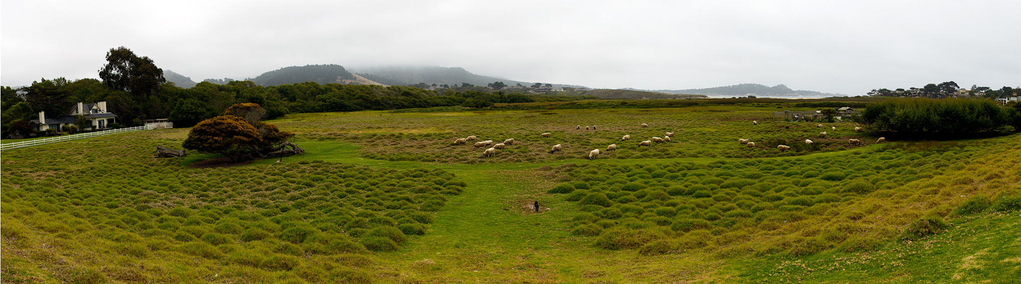 carmel ranch meadow.jpg