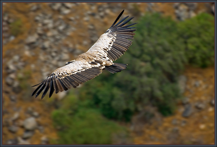 The biblical Griffon vulture, Gamla / Israel