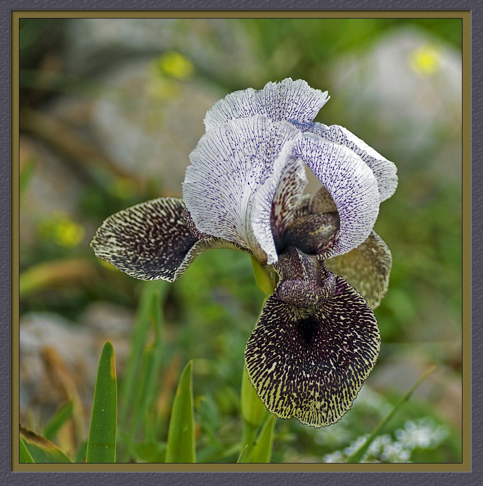 Iris of Nazareth