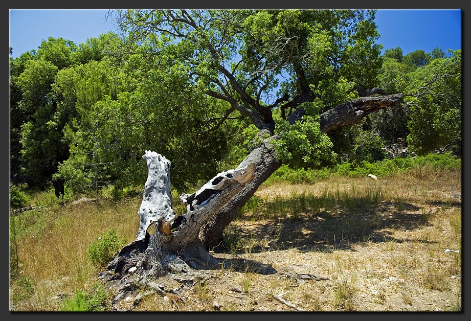 The ancient oak