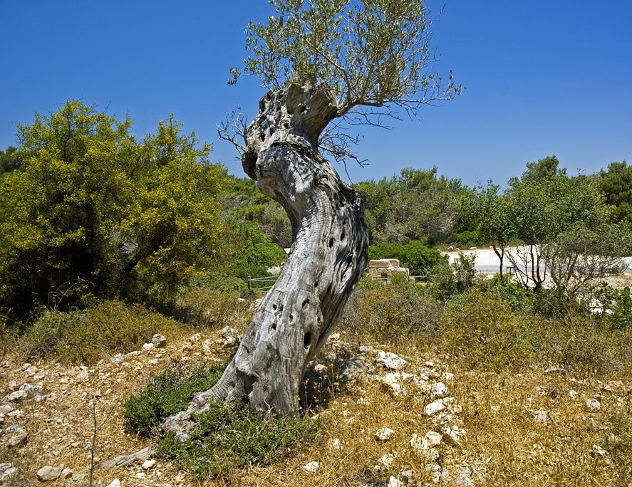 Olive tree