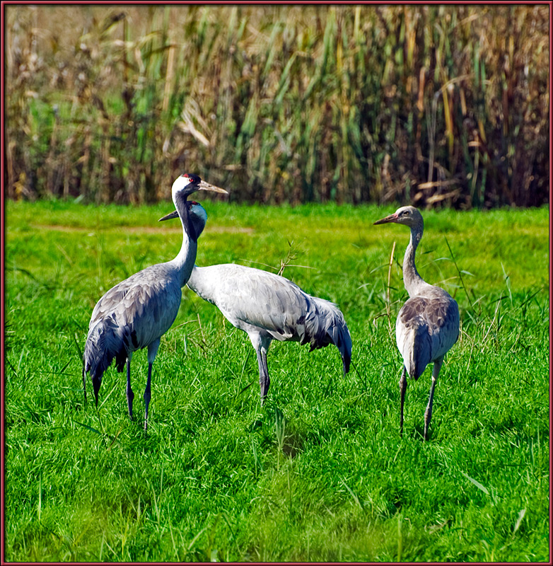 White cranes