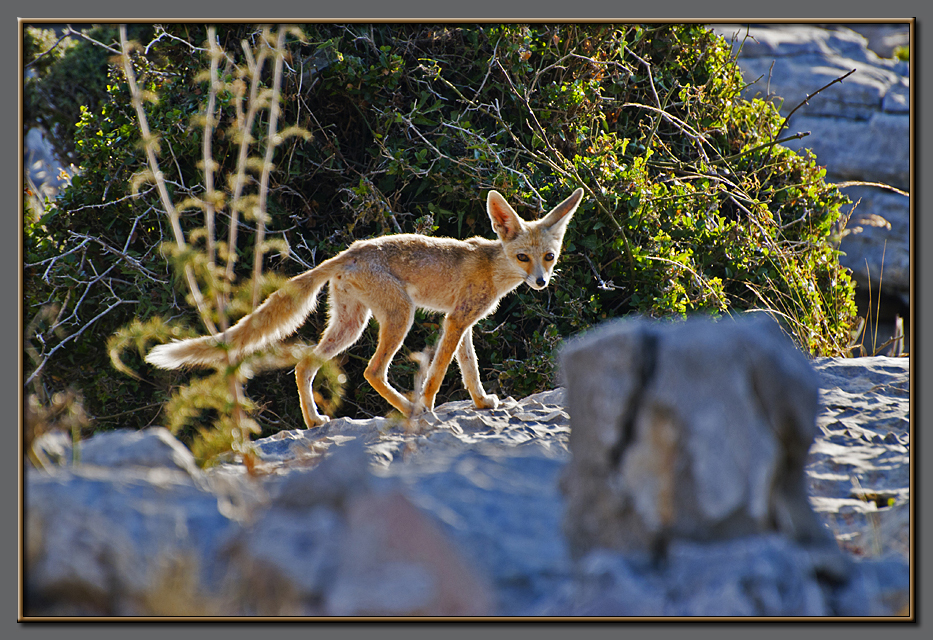 Vulpes Cana
