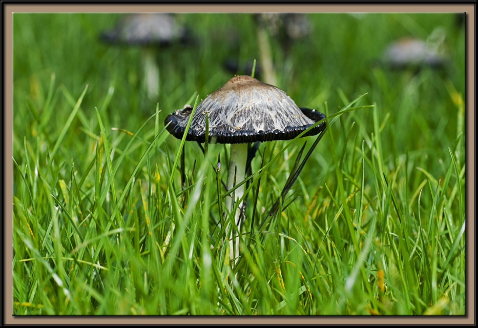 Mushrooms after the rain