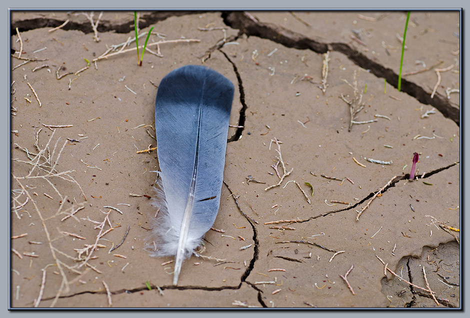 New sprouts and a feather