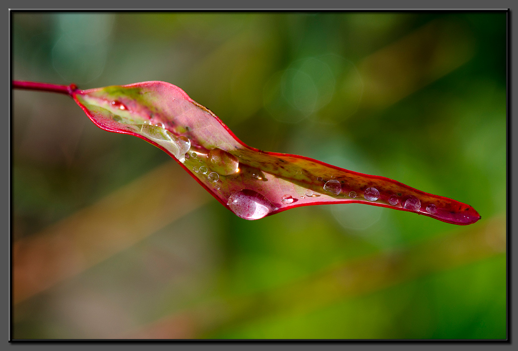 Tears of raindrops...