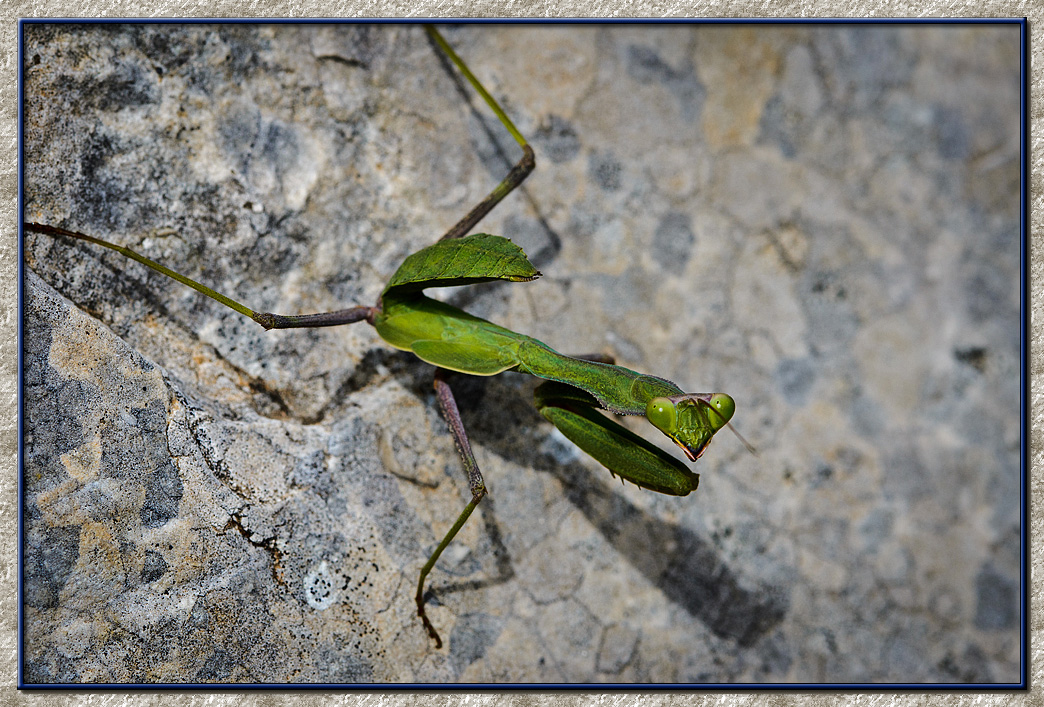 Praying Mantis