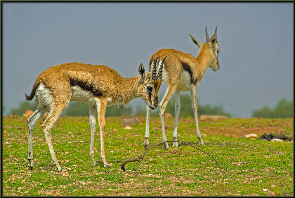 Gazelle
