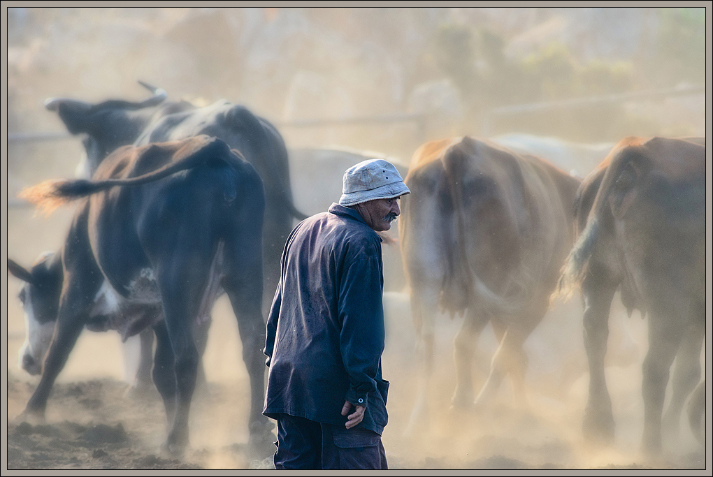 Morning chores