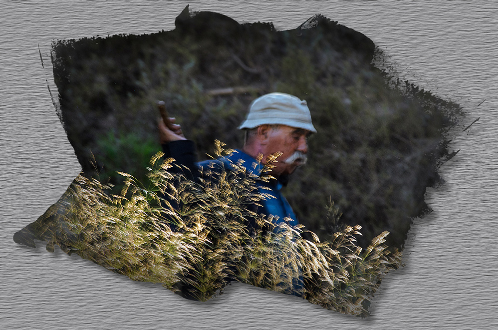 Golden fields