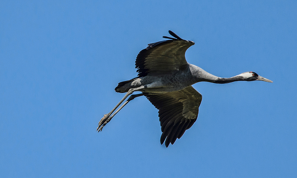 Cranes are already here