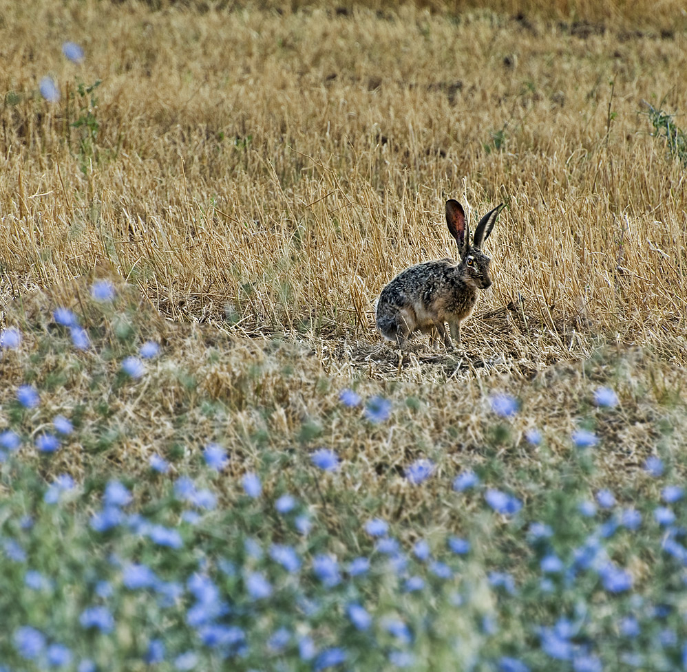 Cape hare