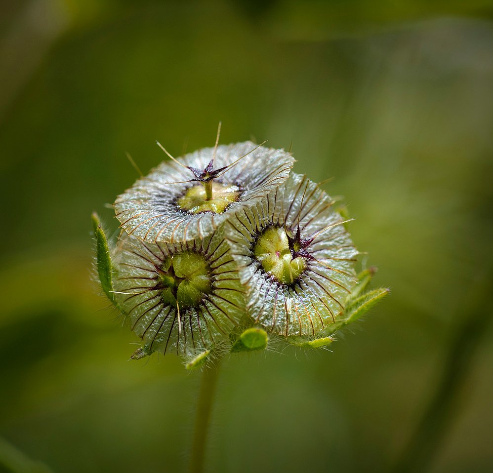 Scabiosa prolifera