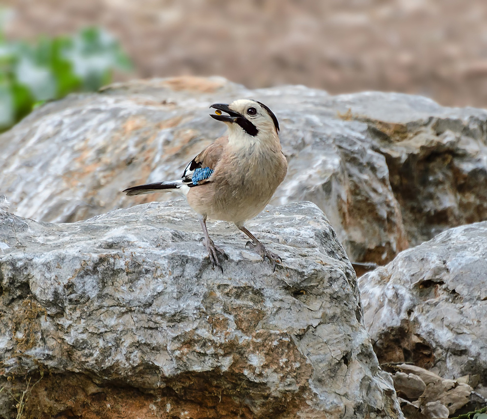 Jay - Garrulus glandarius