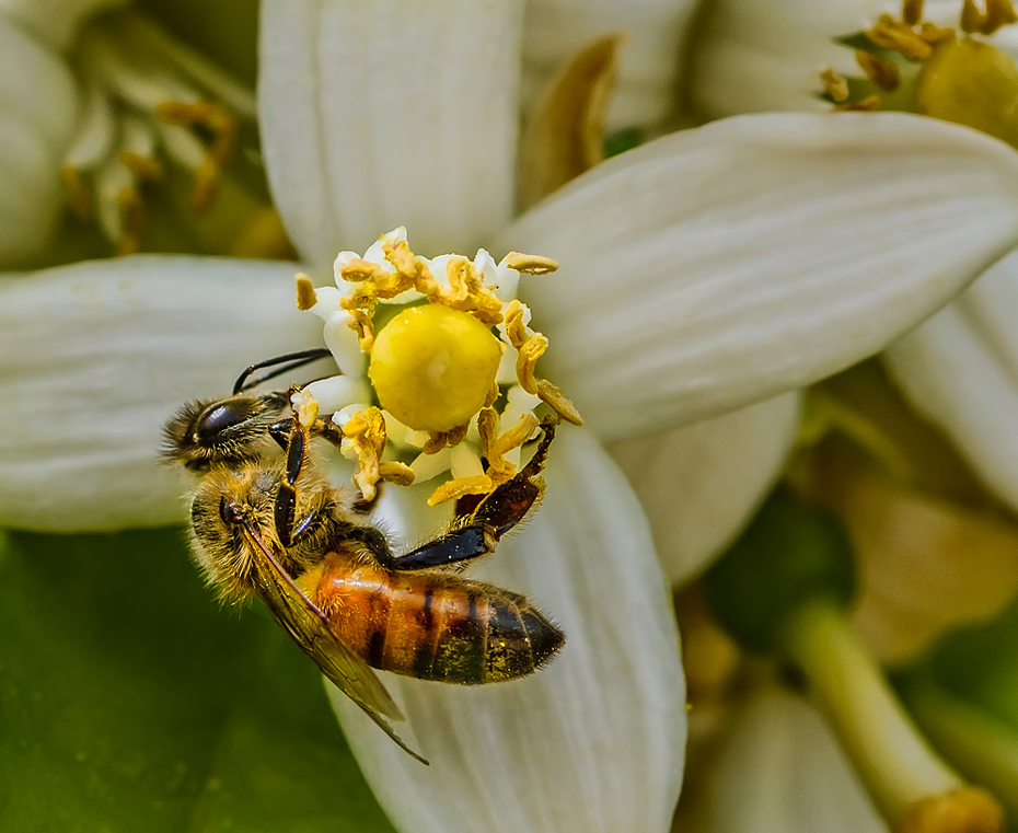 A new spring - a newbee
