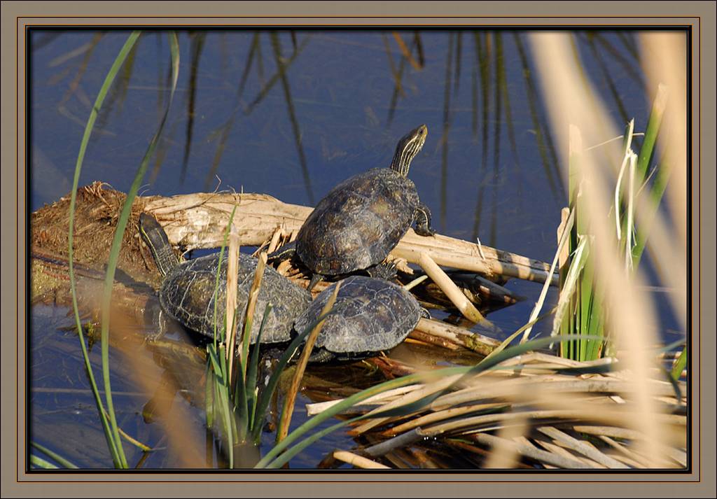 Water turtles