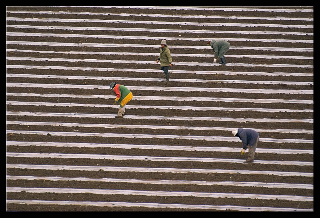 Toiling the land