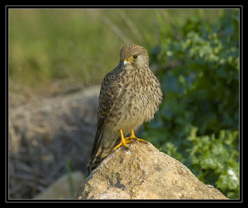 The common kestrel