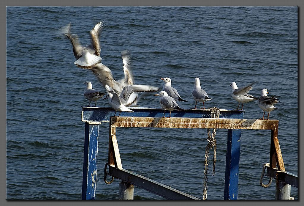 Seagulls at Tiberias hot springs