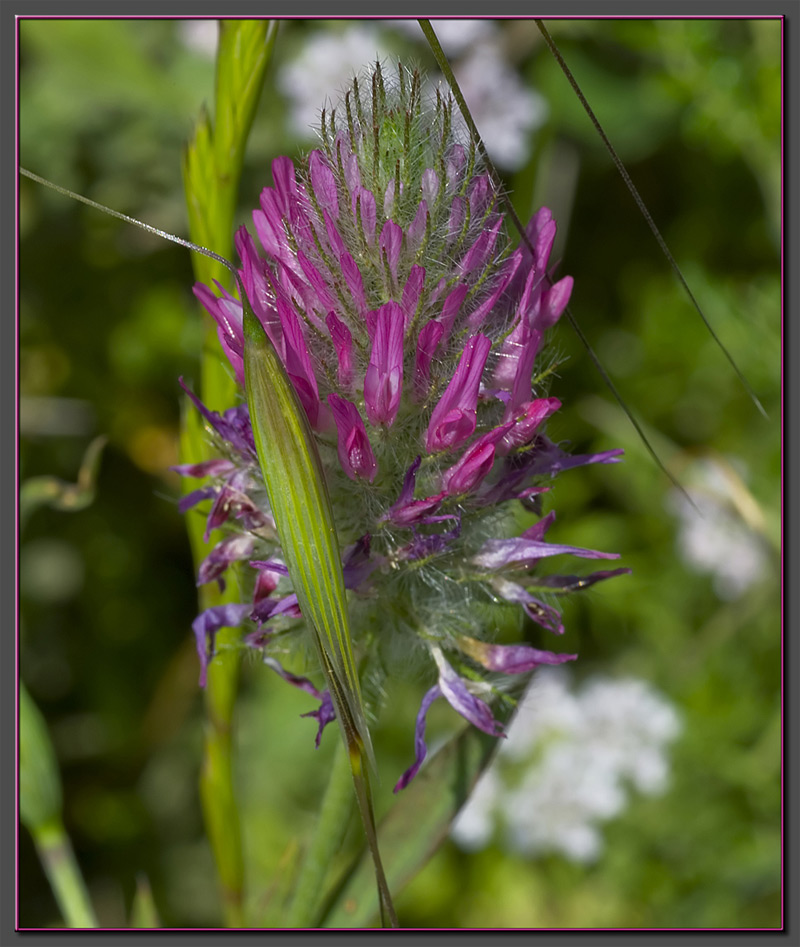 A purple composition