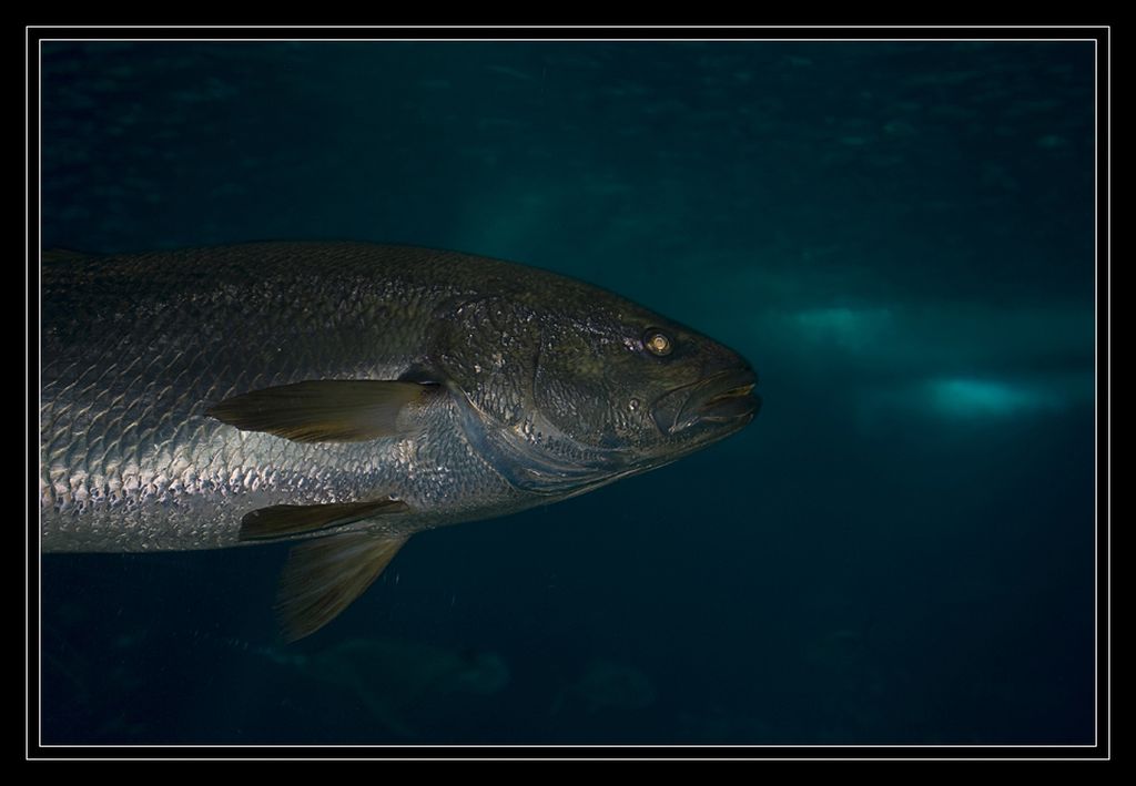 Lisbon - oceanarium