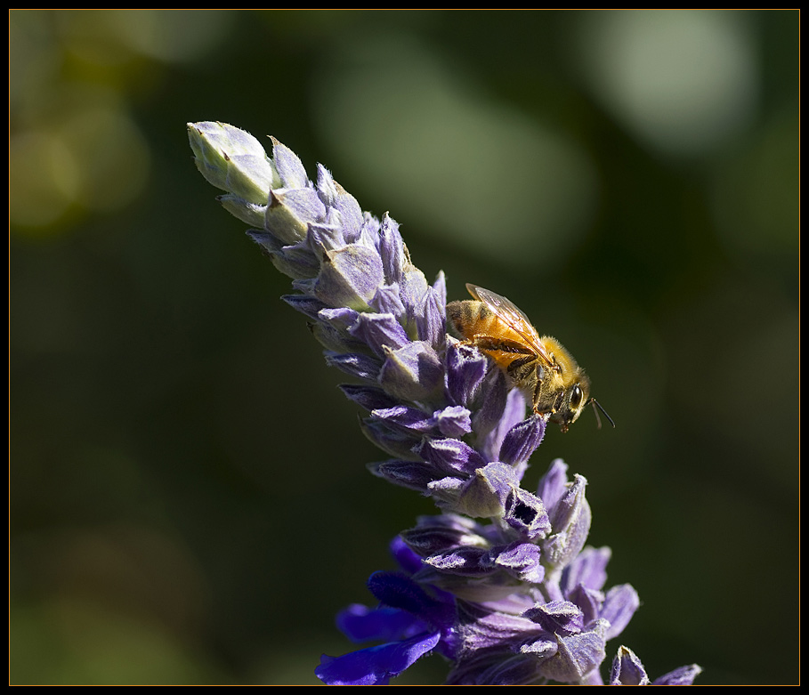 Bee my queen !
