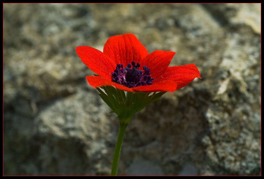 Red. Definitely red...