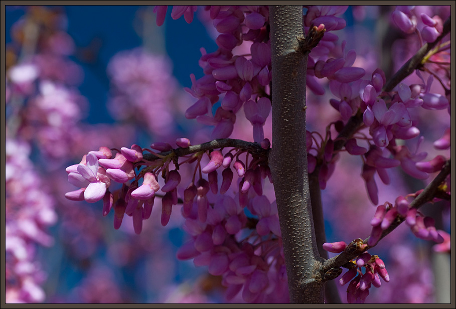 Judas-tree (Cercis siliquastrum)