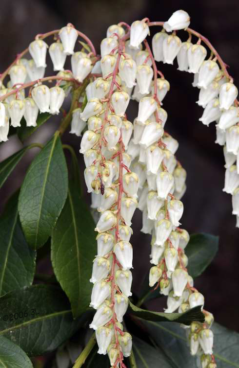 LeMacroFlwrs30406010.jpg