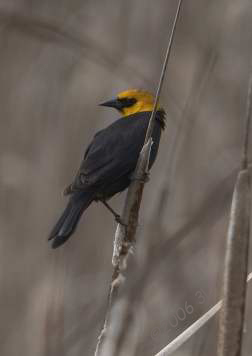 Yellow Headed Black Bird