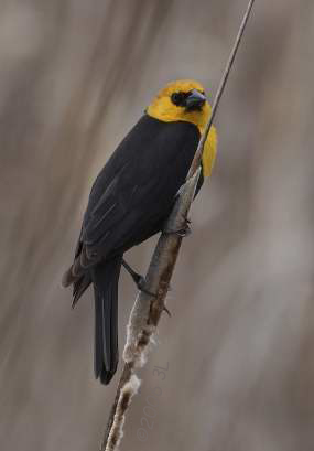 Yellow Headed Black Bird