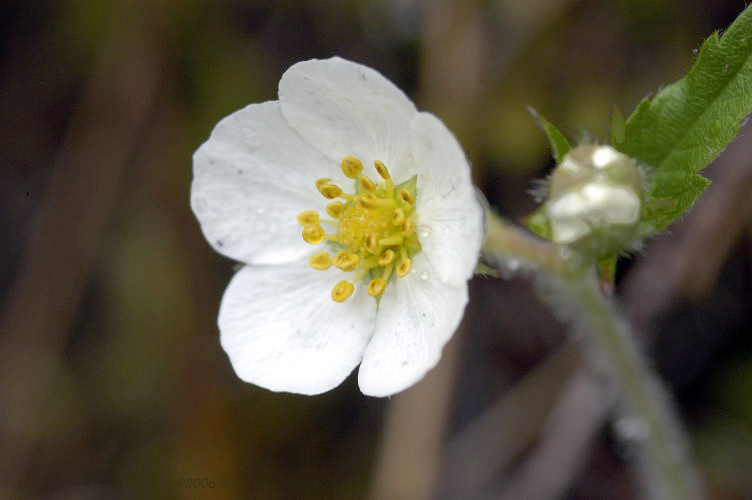 Wild Strawberry