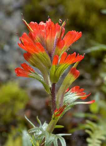 Natures Paintbrush