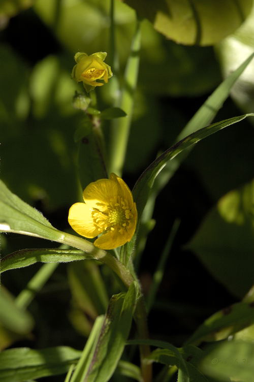 Yellows and Greens of Spring