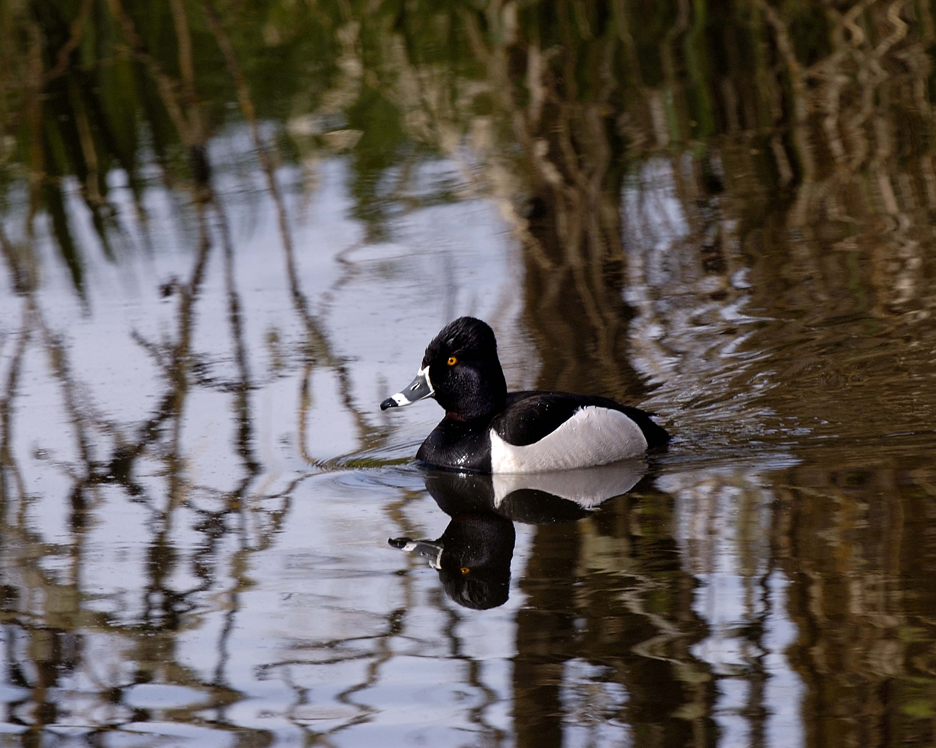 Ring-necked Duck III