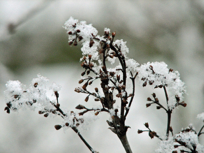 More snow flowers