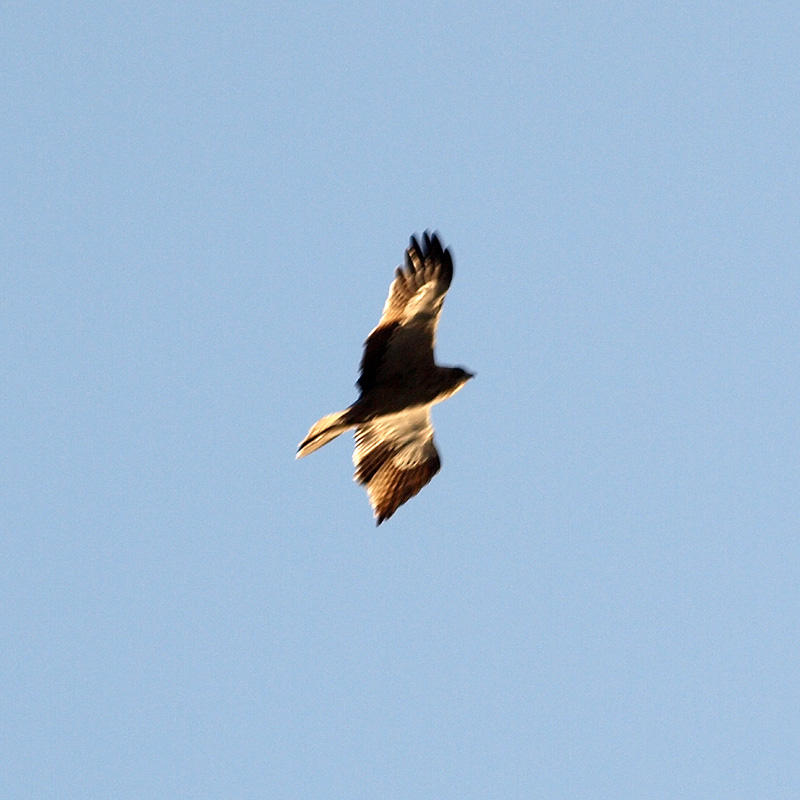 The hawk above the swamp in the evening light