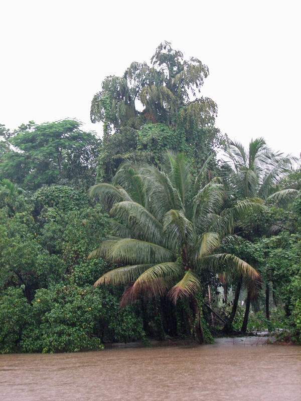 Typical Kerala greenery on the island