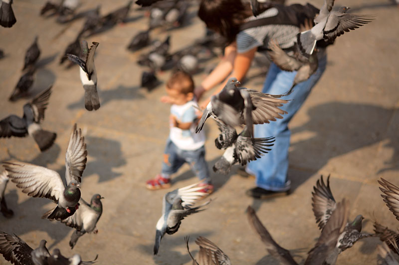 Child and helper among pigeons