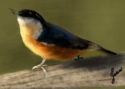 Redbreasted Nuthatch