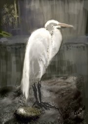 Great Egret 