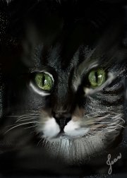  cats eyes
