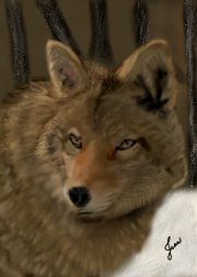 Coyote