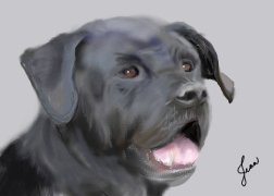 A dog